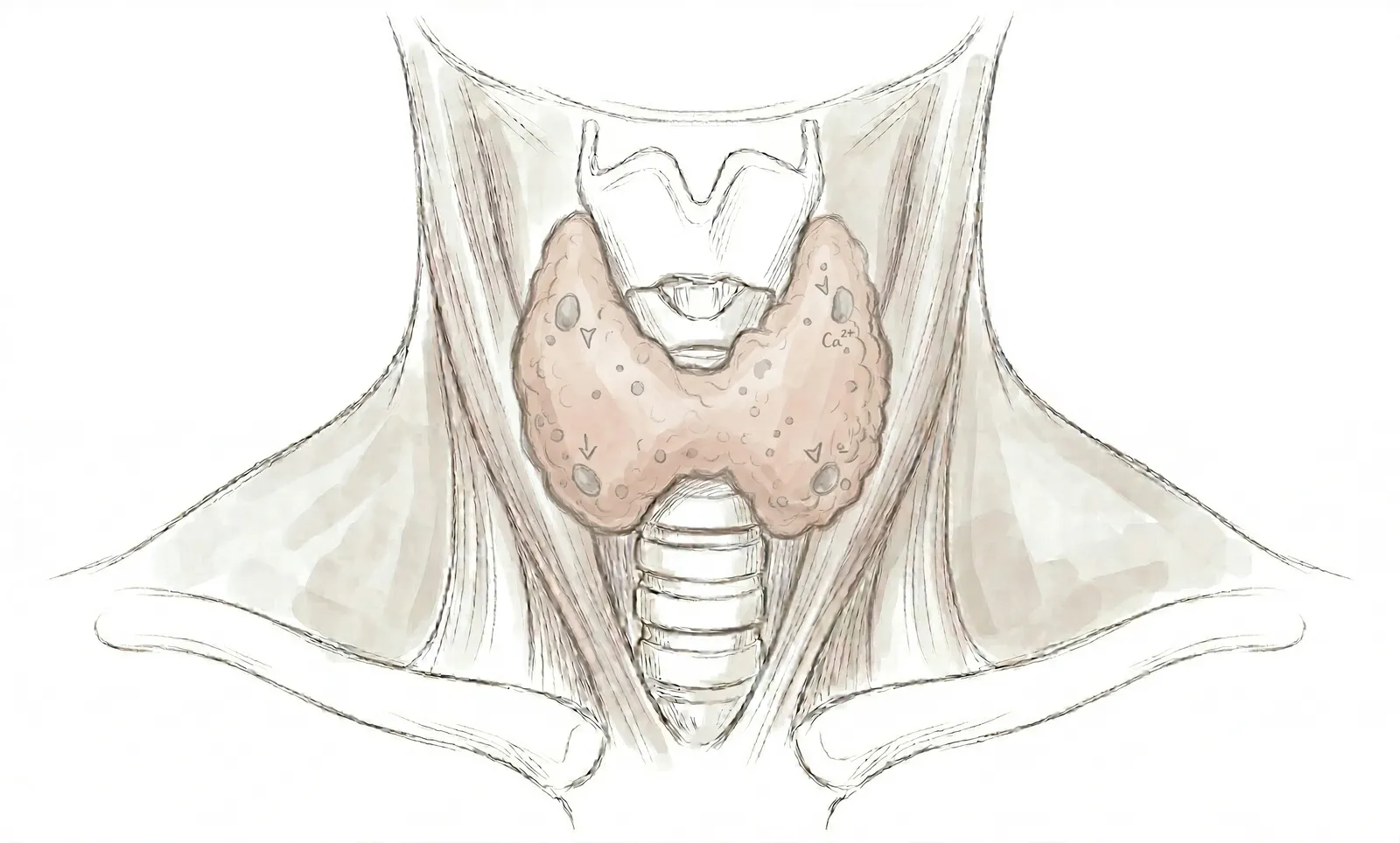 땡큐서울의원 부갑상선기능저하증 일러스트